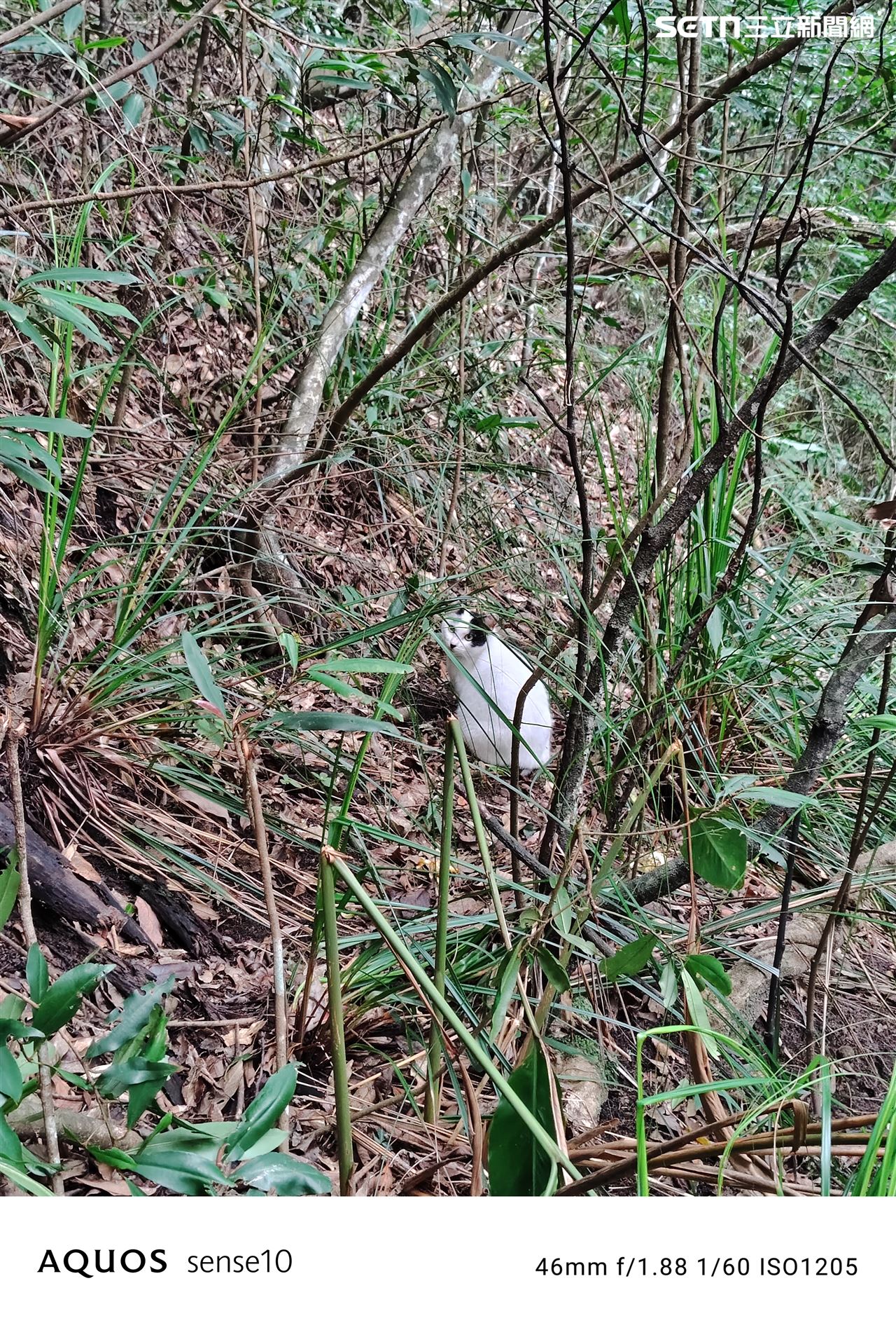 簡單開／AQUOS sense10實...