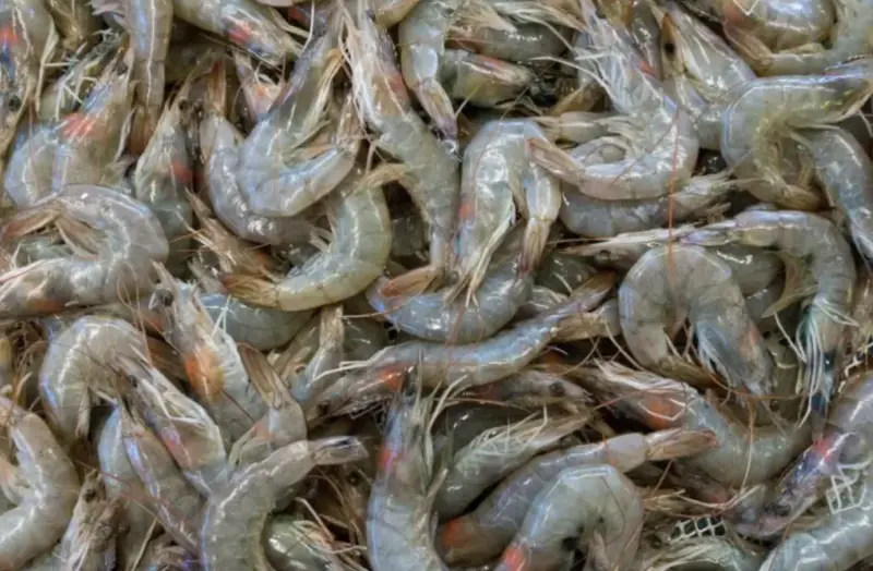 宏國白蝦雪崩！傳想與台復交　藍委：快動作