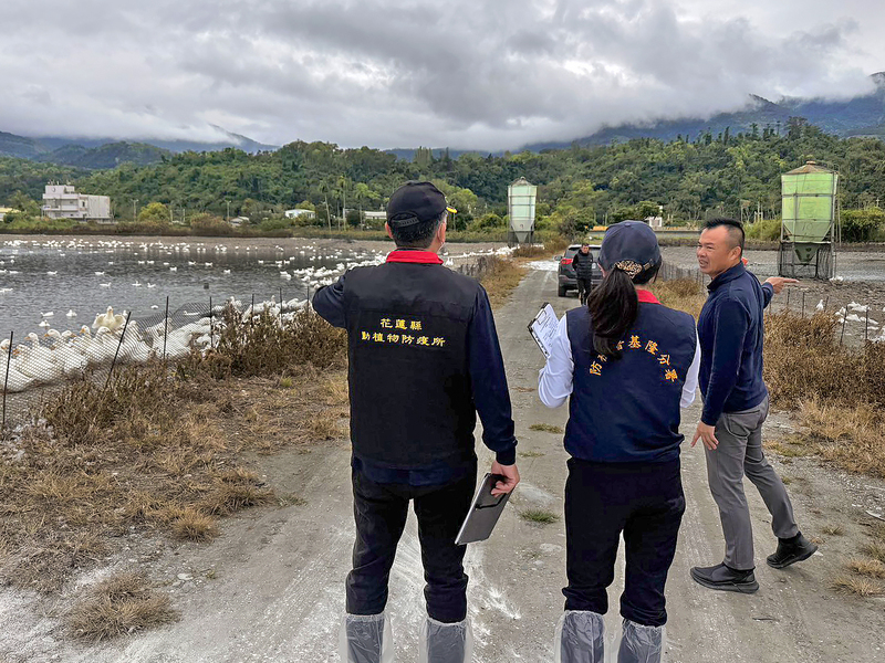 候鳥遷移頻繁禽流感風險高　花蓮強化防...