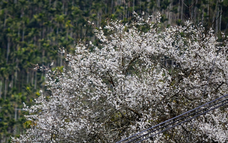 嘉義山區梅花開 (圖)