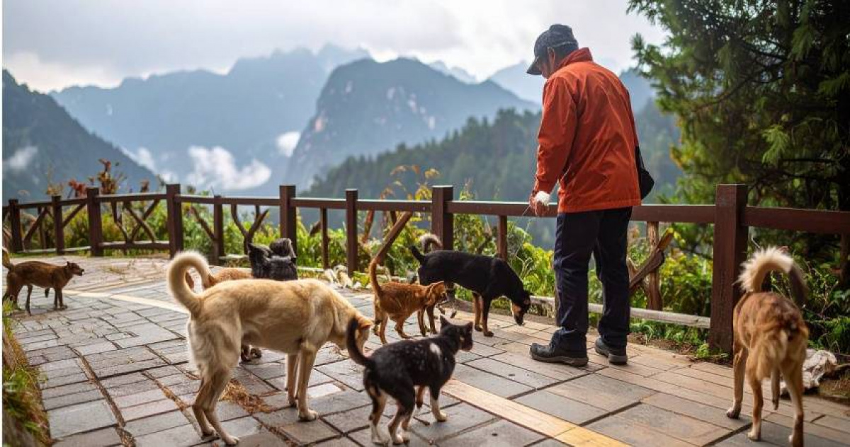 幫浪浪打卡！農業部推「犬蹤地圖APP」　可拍照回報維護公安