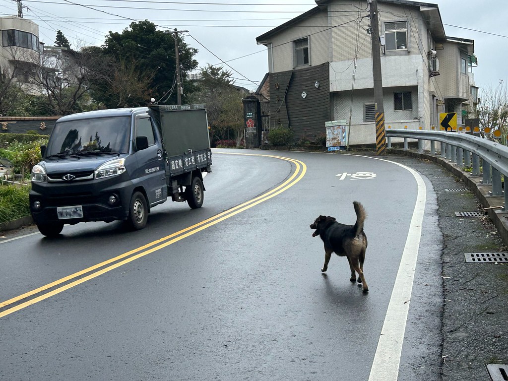 農業部「犬蹤地圖APP」幫浪浪打卡 野保團體建議增加餵食點回報功能