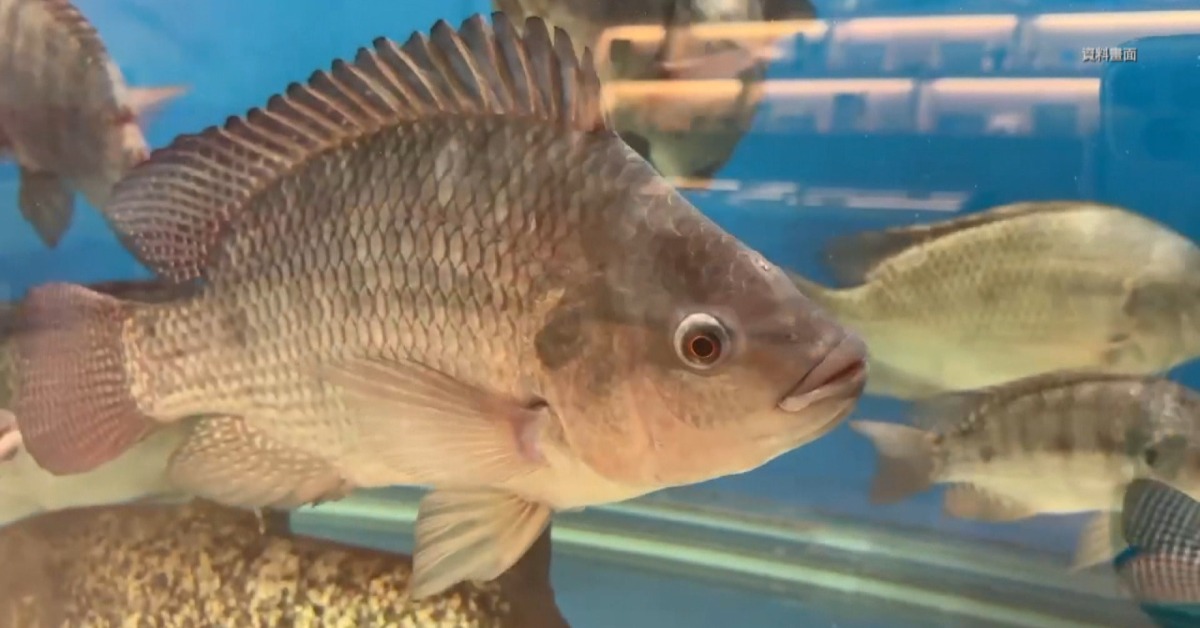 獨家／有魚無市！ 中國低價競爭 台灣鯛難外銷「價格跌」