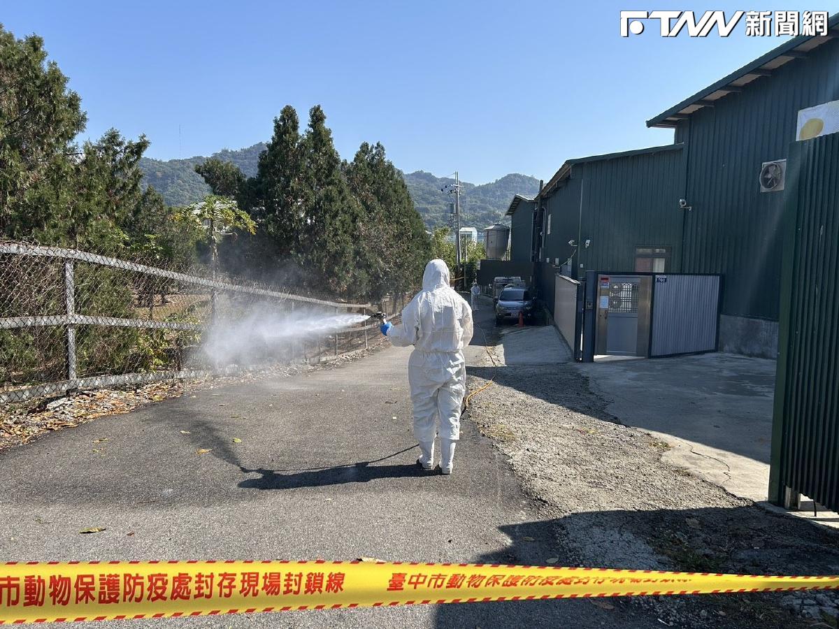 年關將近台中爆禽流感疫情　衛生局急喊不用恐慌：徹底加熱煮熟就能殺死病毒