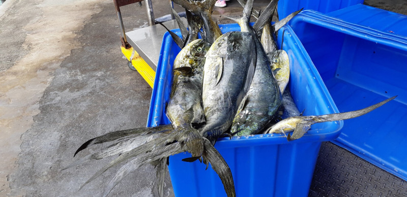 台美關稅拍板 台東鬼頭刀漁民稍鬆口氣