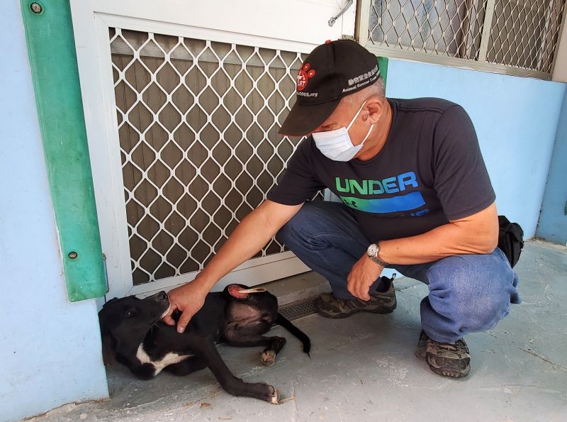 強化遊蕩犬管理　農業部開發犬蹤地圖APP