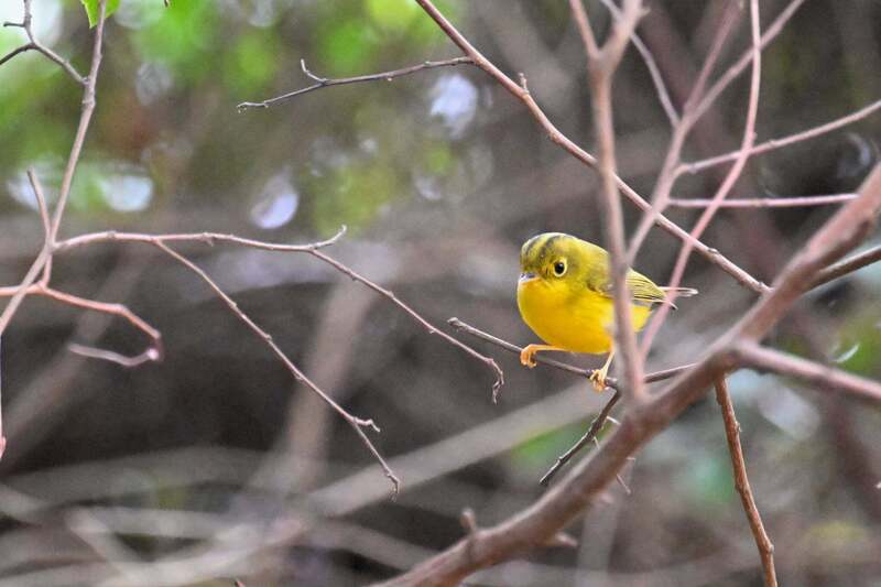 金門鳥友捕捉「白眶鶲鶯」身影 (圖)